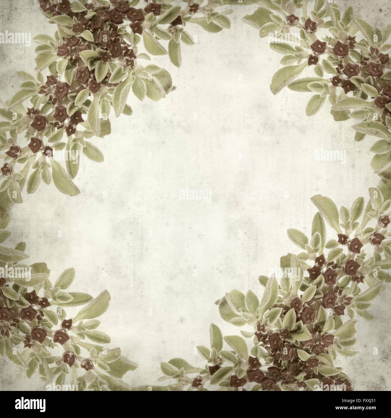 textured old paper background with succulent plant  Aizoon canariense, Canarian iceplant Stock Photo