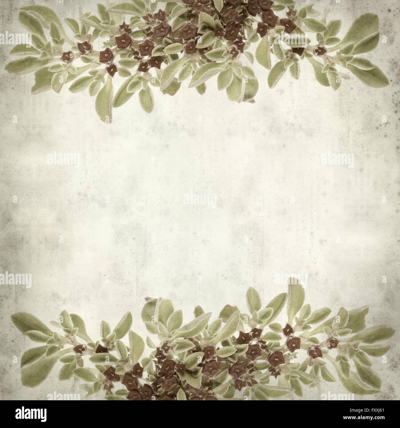 textured old paper background with succulent plant  Aizoon canariense, Canarian iceplant Stock Photo