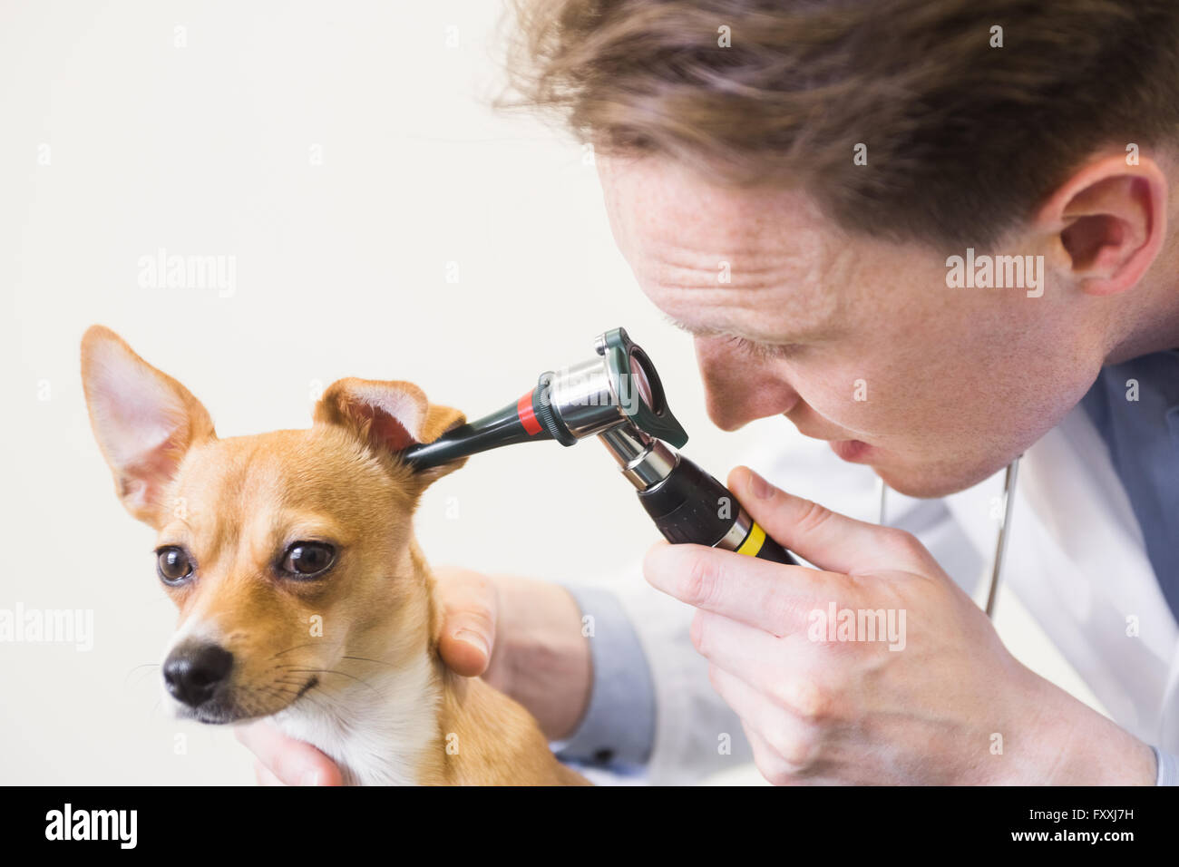 Veterinarian examining ear of dog with otoscope Stock Photo Alamy