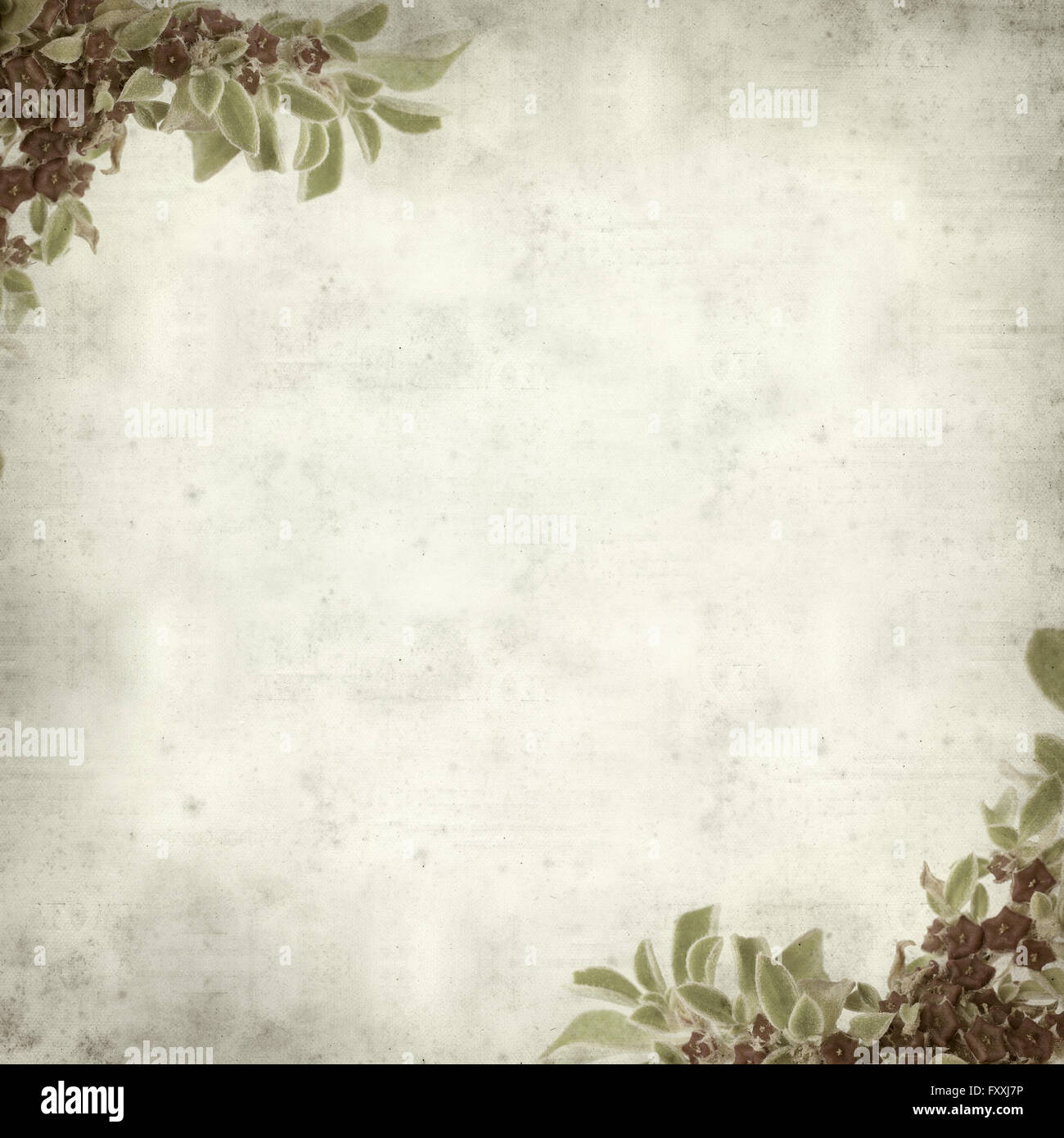 textured old paper background with succulent plant  Aizoon canariense, Canarian iceplant Stock Photo