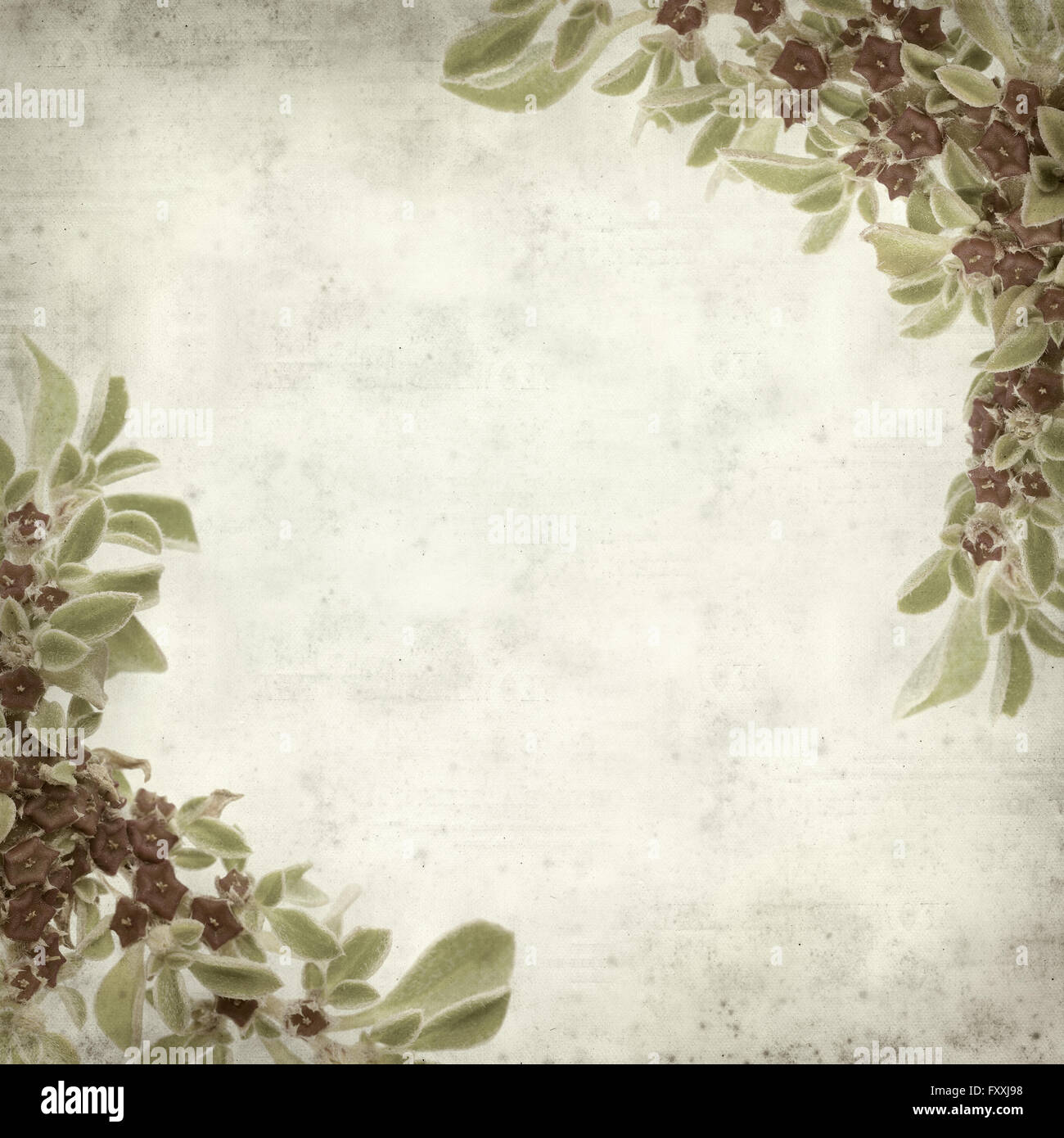 textured old paper background with succulent plant  Aizoon canariense, Canarian iceplant Stock Photo
