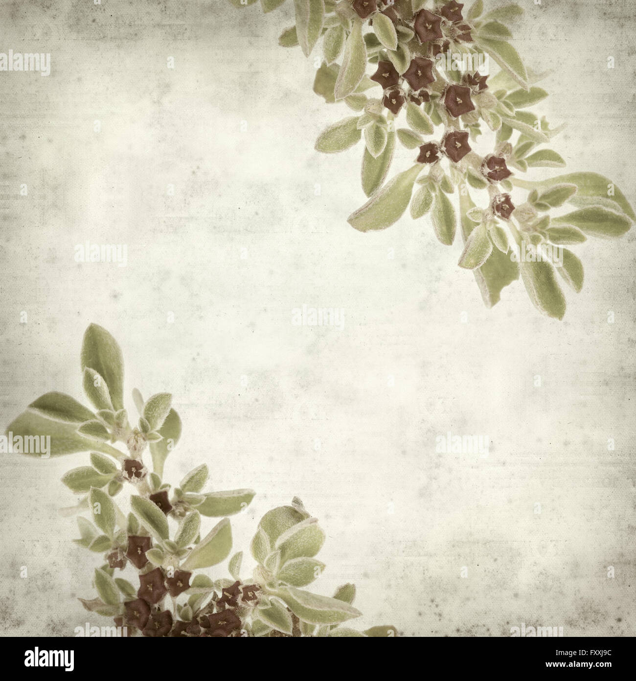 textured old paper background with succulent plant  Aizoon canariense, Canarian iceplant Stock Photo