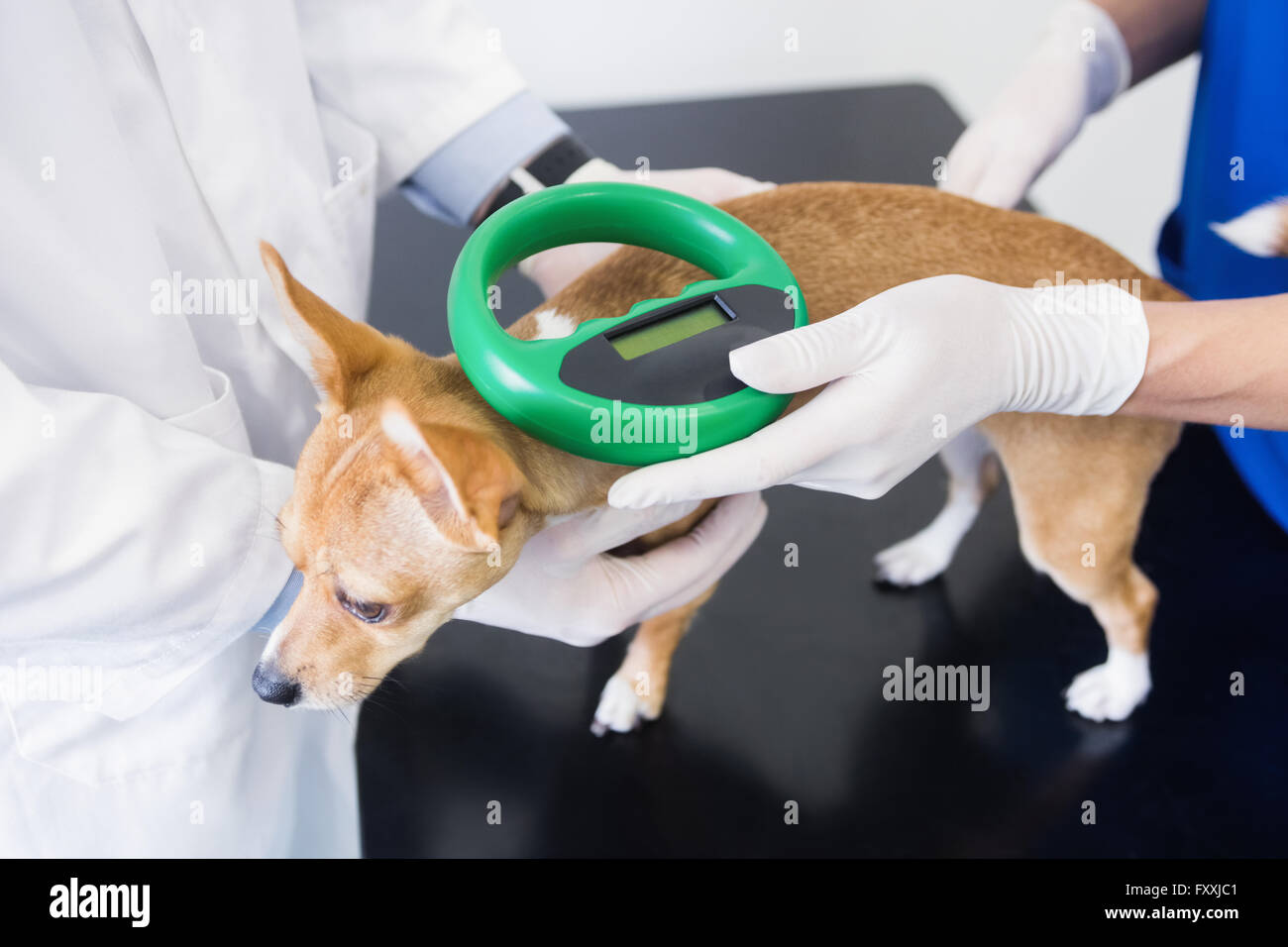 Vets examining little dog Stock Photo