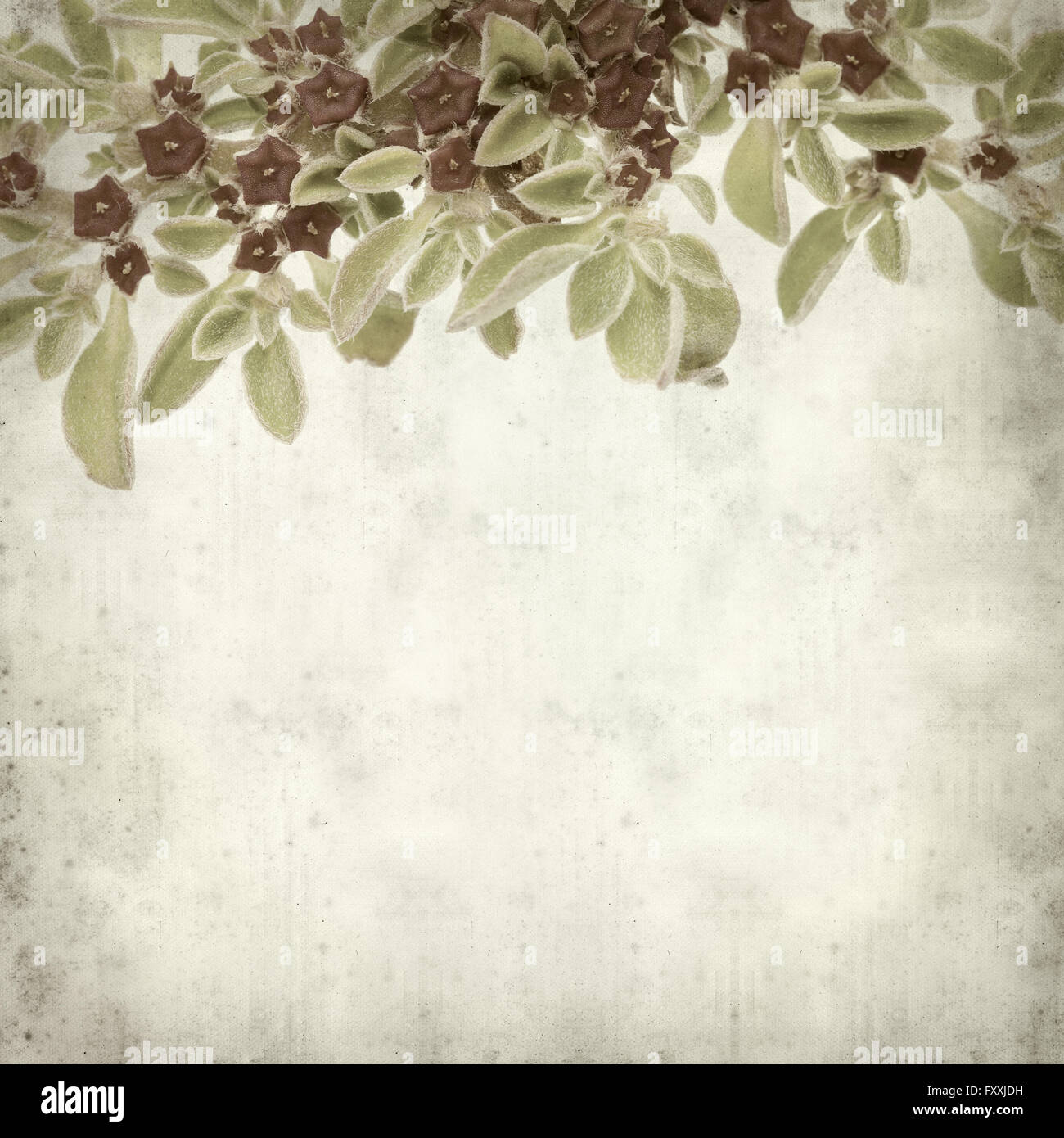 textured old paper background with succulent plant  Aizoon canariense, Canarian iceplant Stock Photo