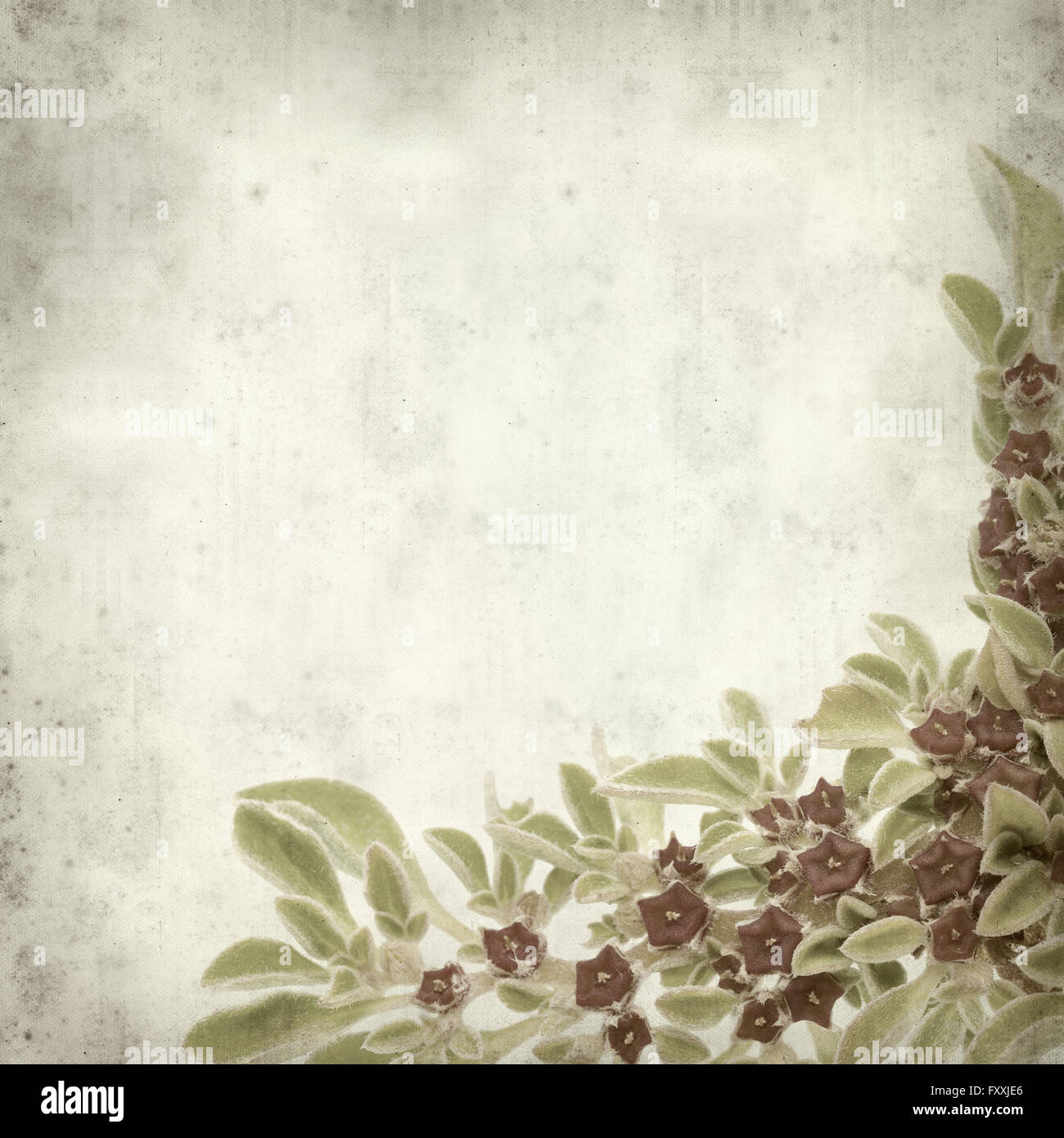 textured old paper background with succulent plant  Aizoon canariense, Canarian iceplant Stock Photo