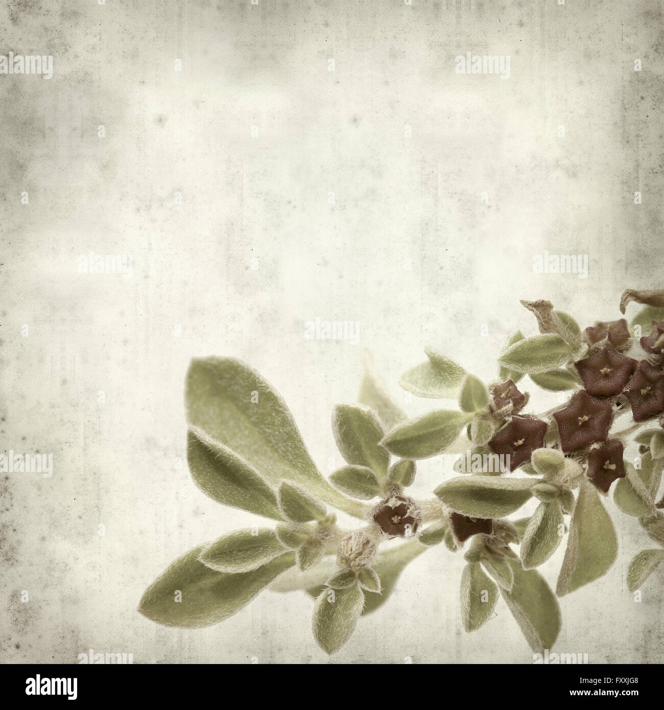 textured old paper background with succulent plant  Aizoon canariense, Canarian iceplant Stock Photo