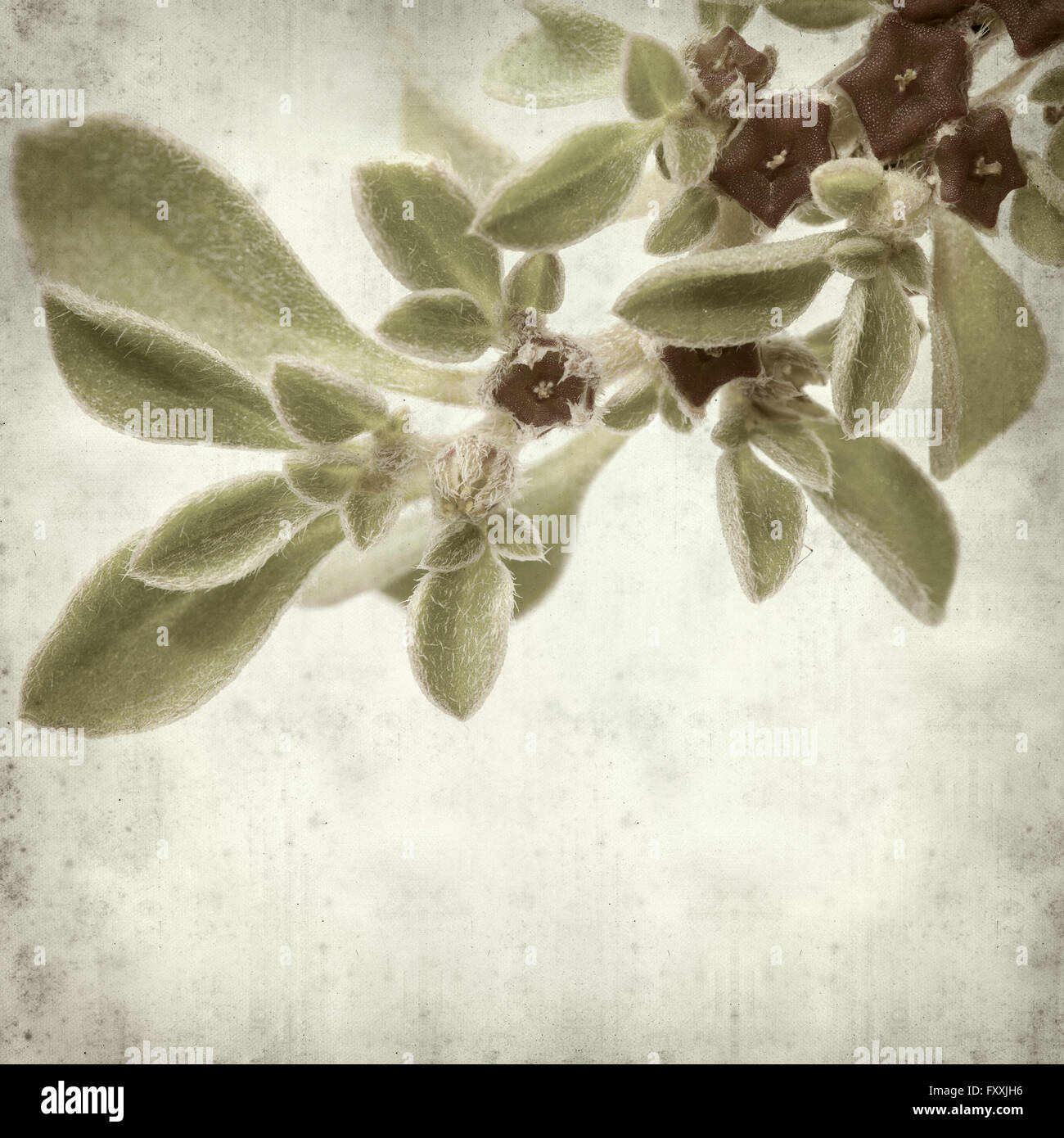 textured old paper background with succulent plant  Aizoon canariense, Canarian iceplant Stock Photo