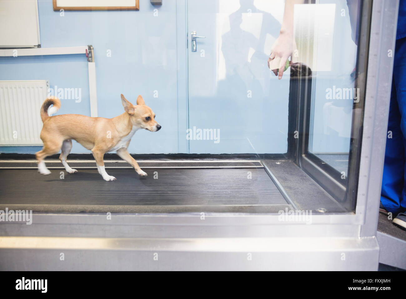 dog running on treadmill