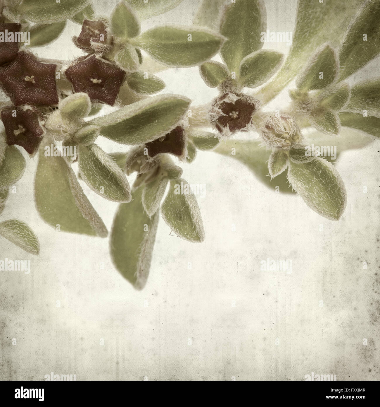 textured old paper background with succulent plant  Aizoon canariense, Canarian iceplant Stock Photo