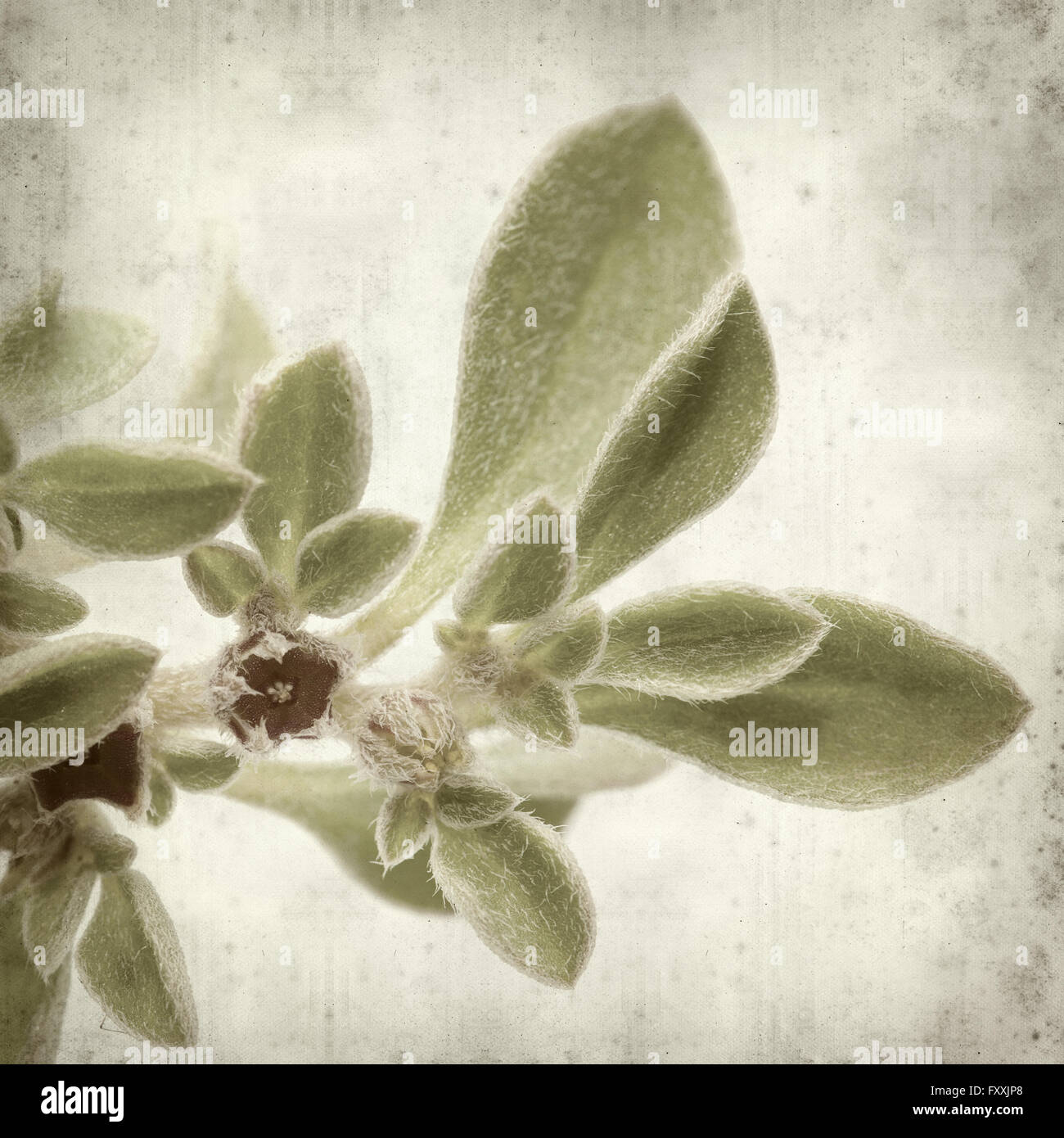 textured old paper background with succulent plant  Aizoon canariense, Canarian iceplant Stock Photo