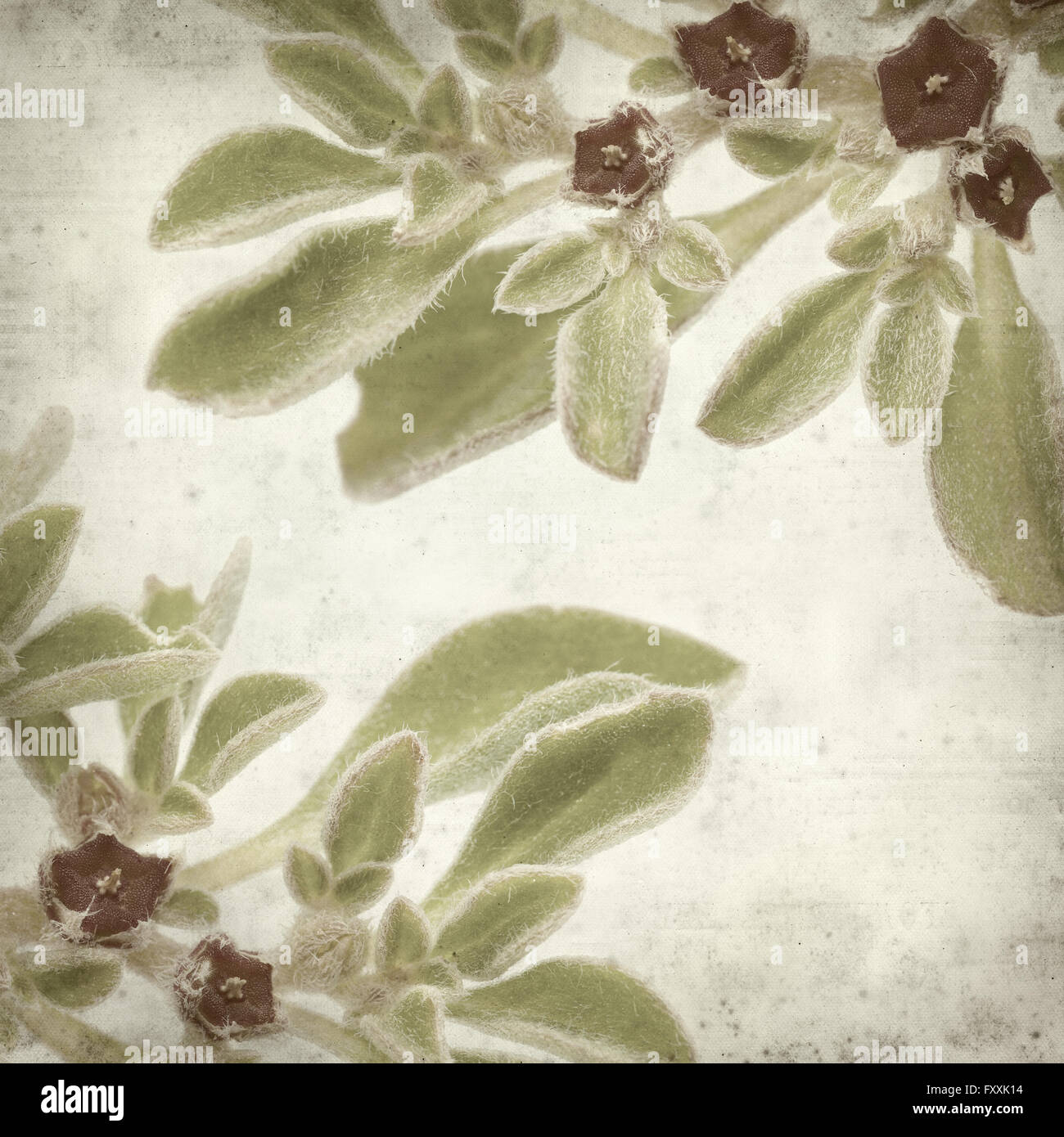 textured old paper background with succulent plant  Aizoon canariense, Canarian iceplant Stock Photo