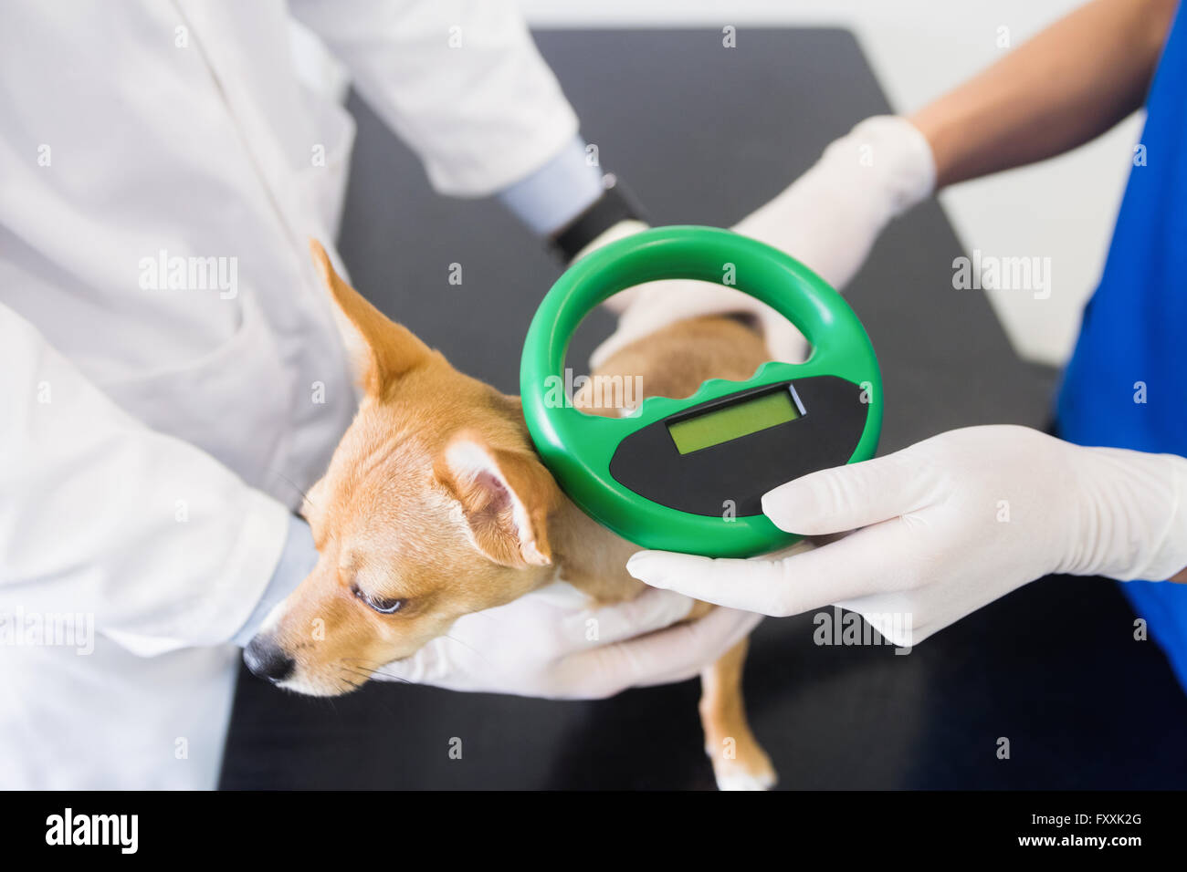 Vets examining little dog Stock Photo