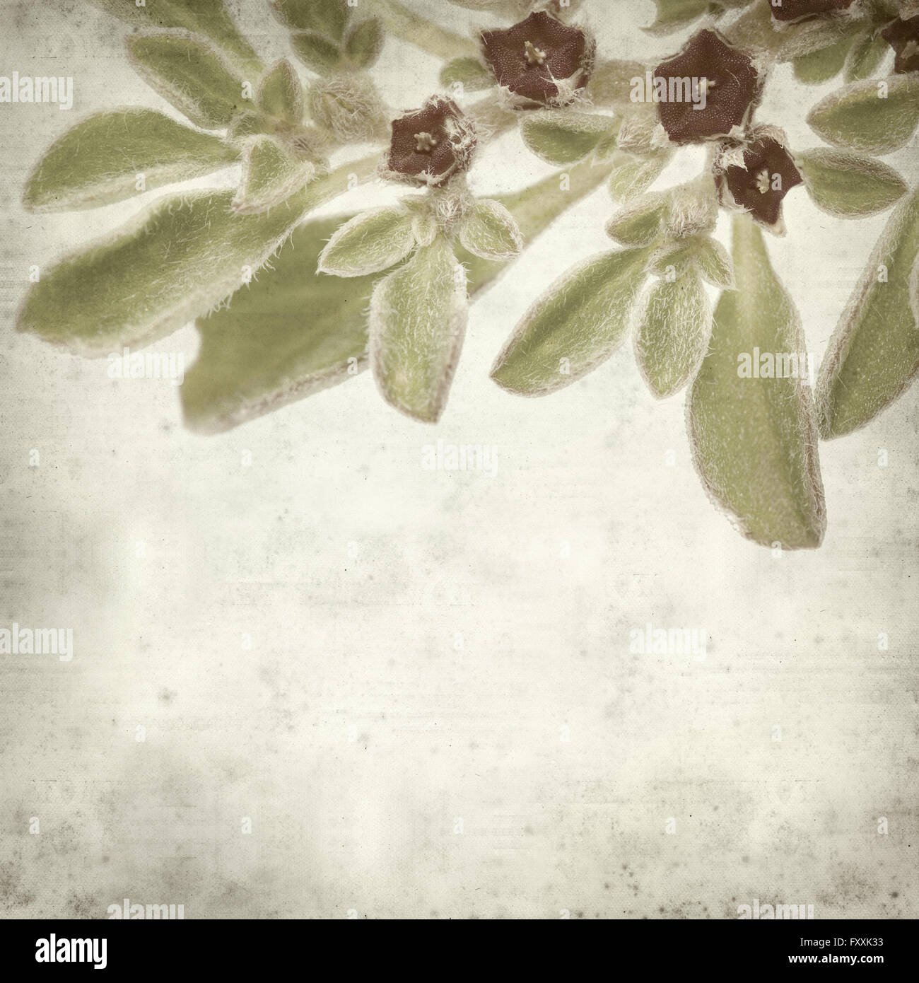 textured old paper background with succulent plant  Aizoon canariense, Canarian iceplant Stock Photo