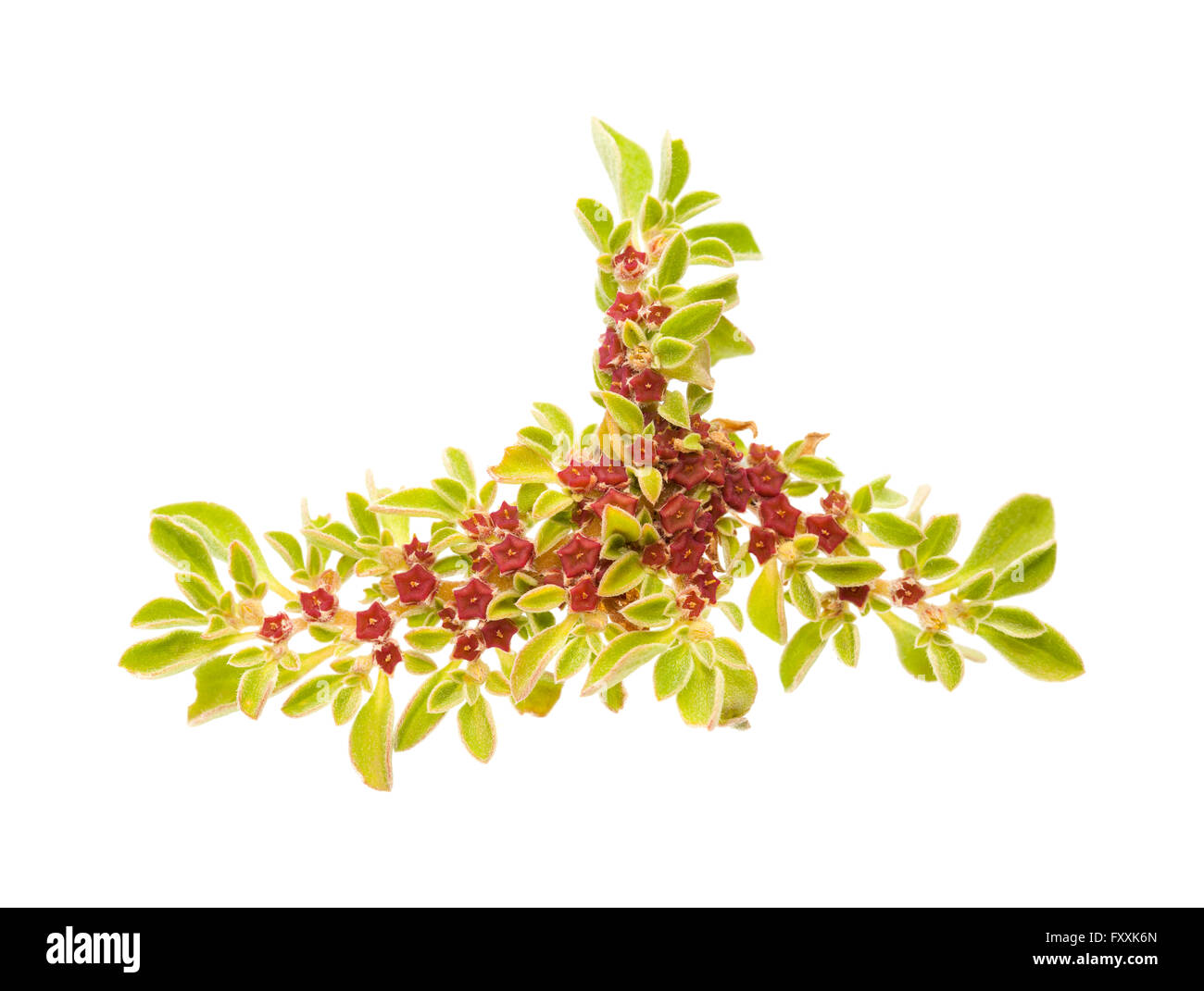 Flora of Gran Canaria - Aizoon canariense, Canarian iceplant, entire small plant isolated on white Stock Photo
