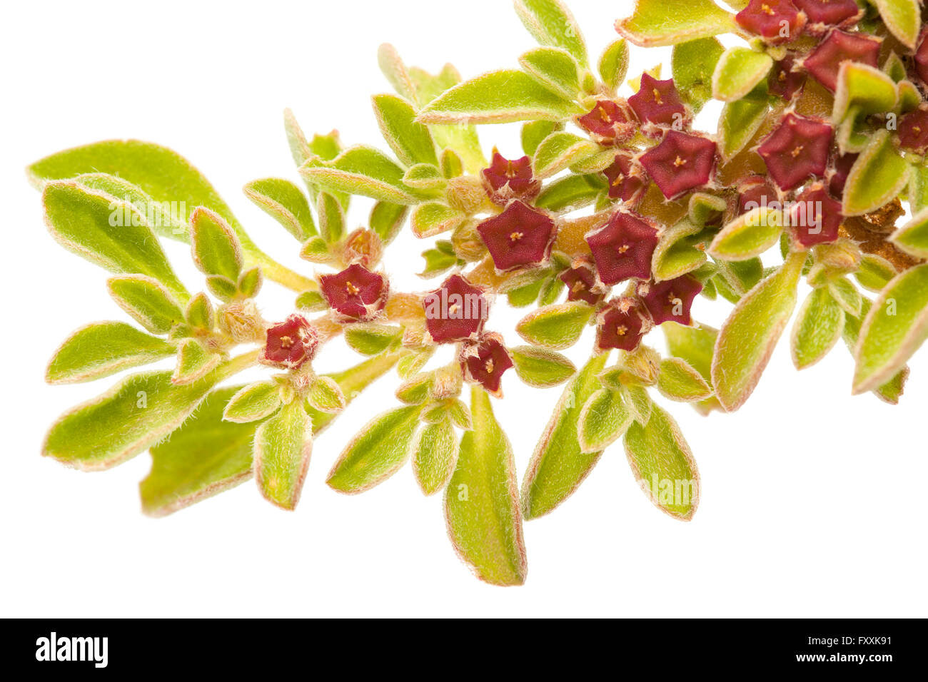 Flora of Gran Canaria - Aizoon canariense, Canarian iceplant isolated on white Stock Photo