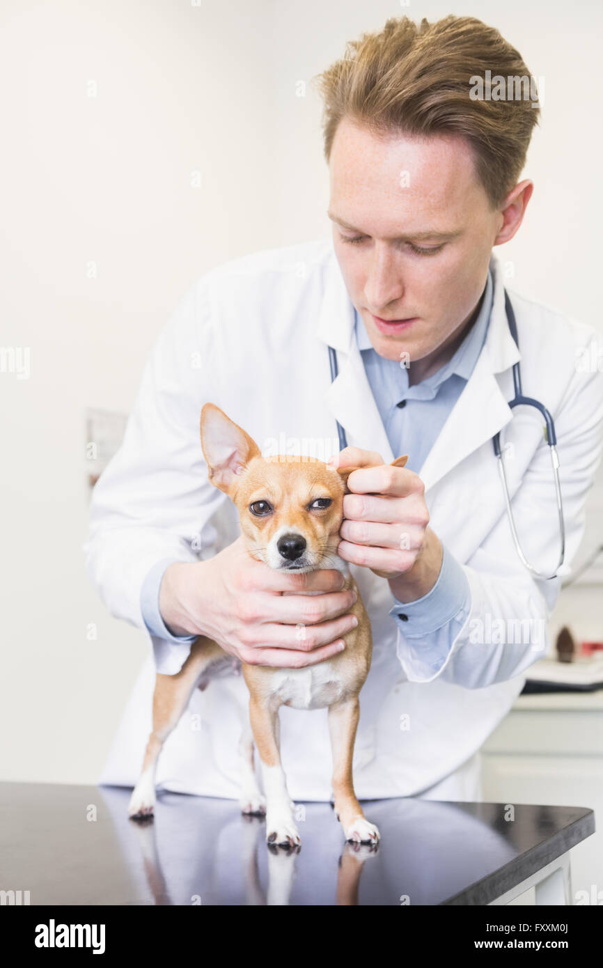 Veterinarian examining ear of dog Stock Photo Alamy