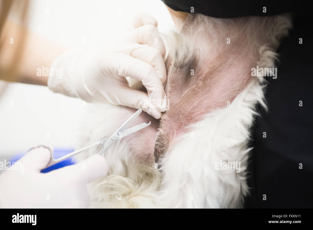 Vet removing stitches of dog Stock Photo