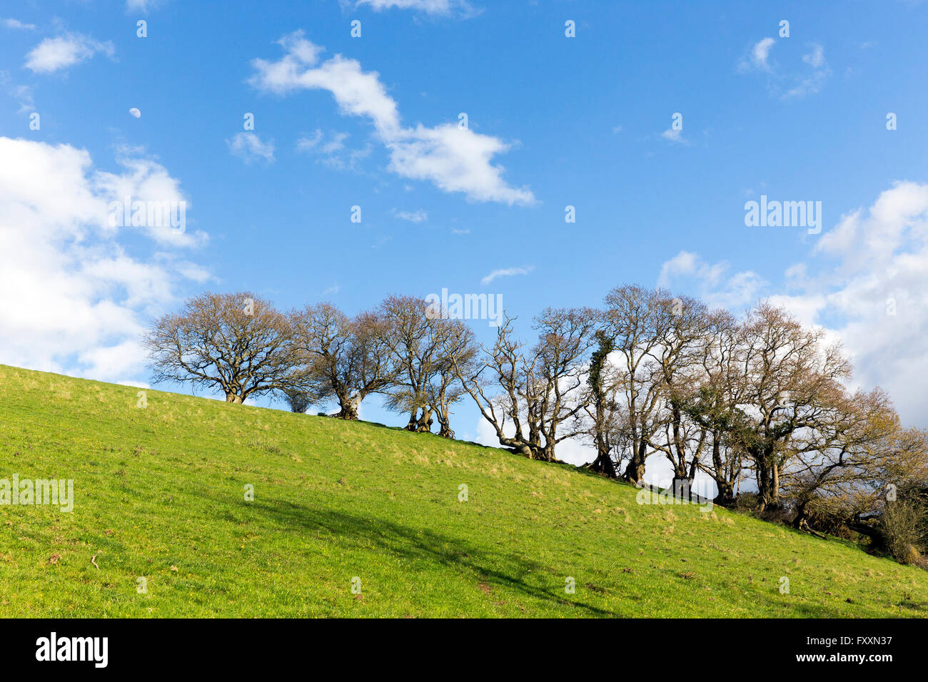 Copse and moon in the Teign Valley,Dartmoor National Park, farm, lambs, sheep, farmland, ewe, field, ram, tree, white, ovine, fa Stock Photo
