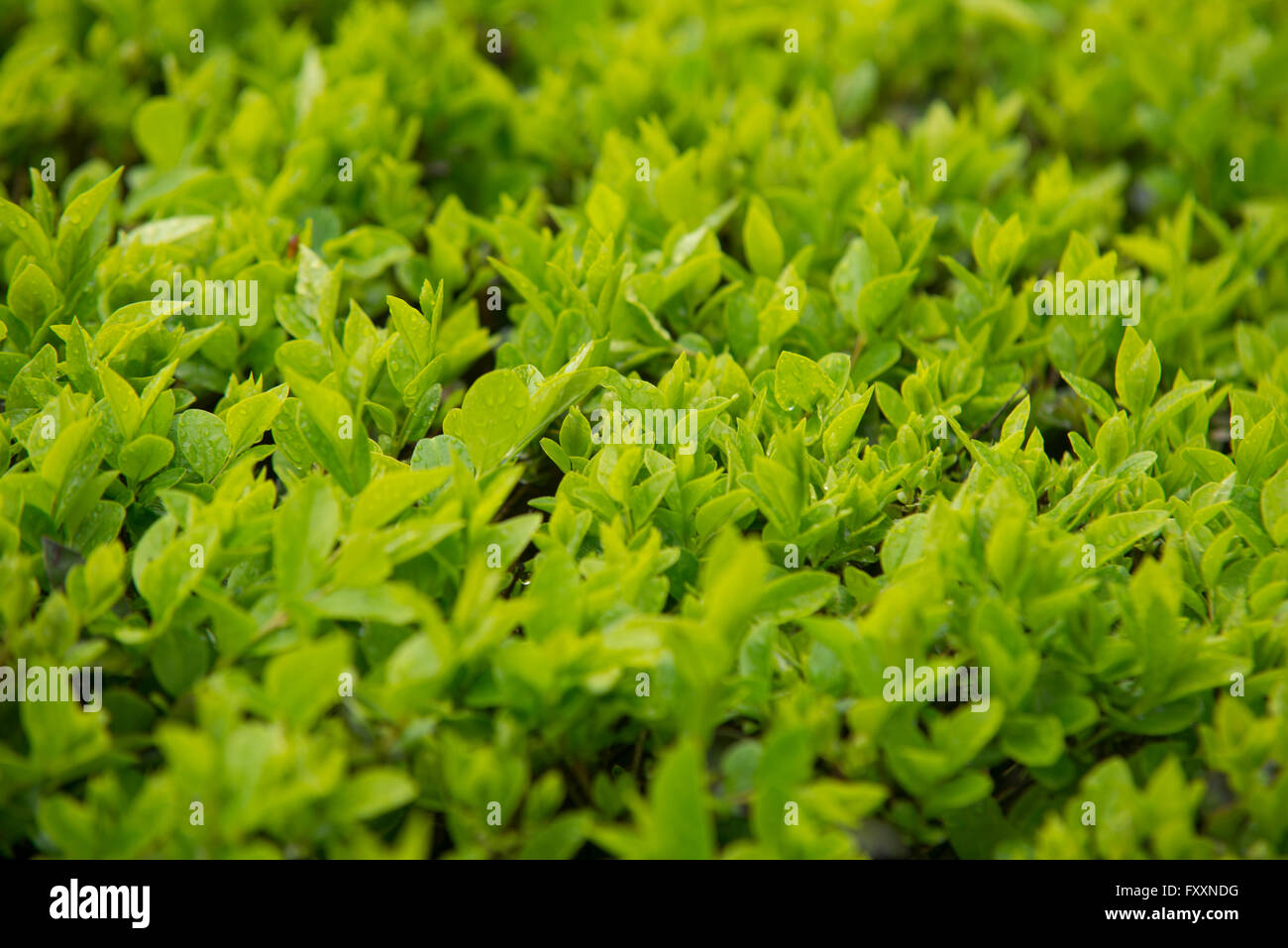 Green leaf with water drops for background Stock Photo - Alamy