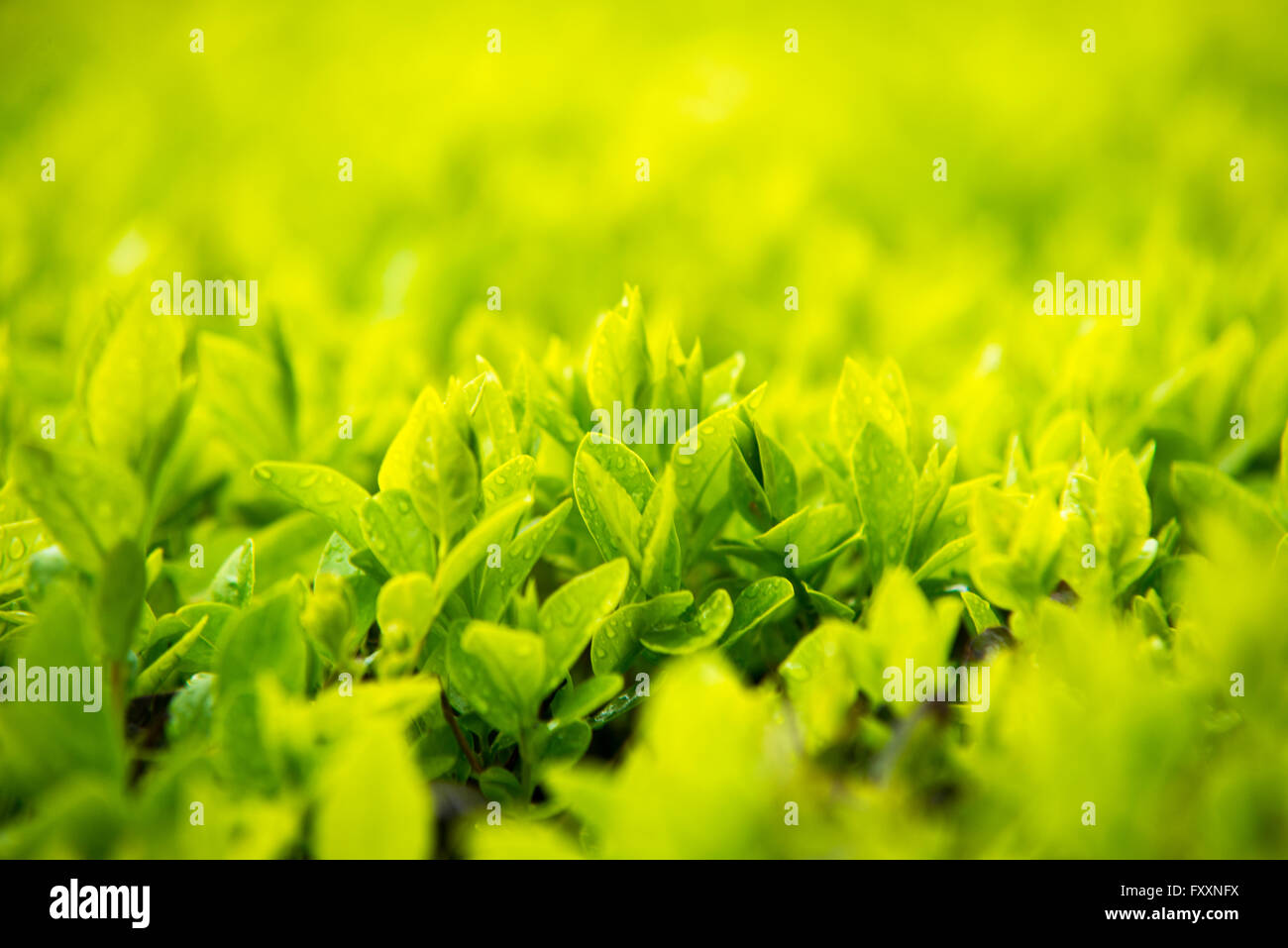 Green leaf with water drops for background Stock Photo - Alamy