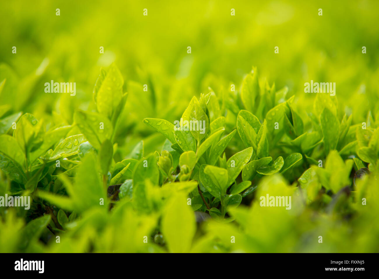 Green leaf with water drops for background Stock Photo - Alamy