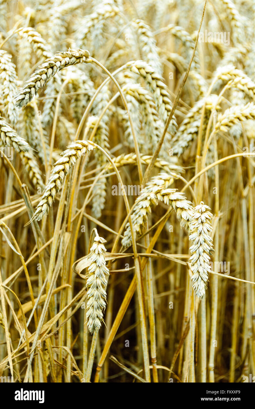 Ripe Common wheat, Triticum aestivum Stock Photo