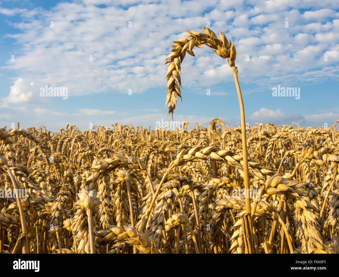 Field with ripe Common wheat, Triticum aestivum, under a blue sky in summer Stock Photo