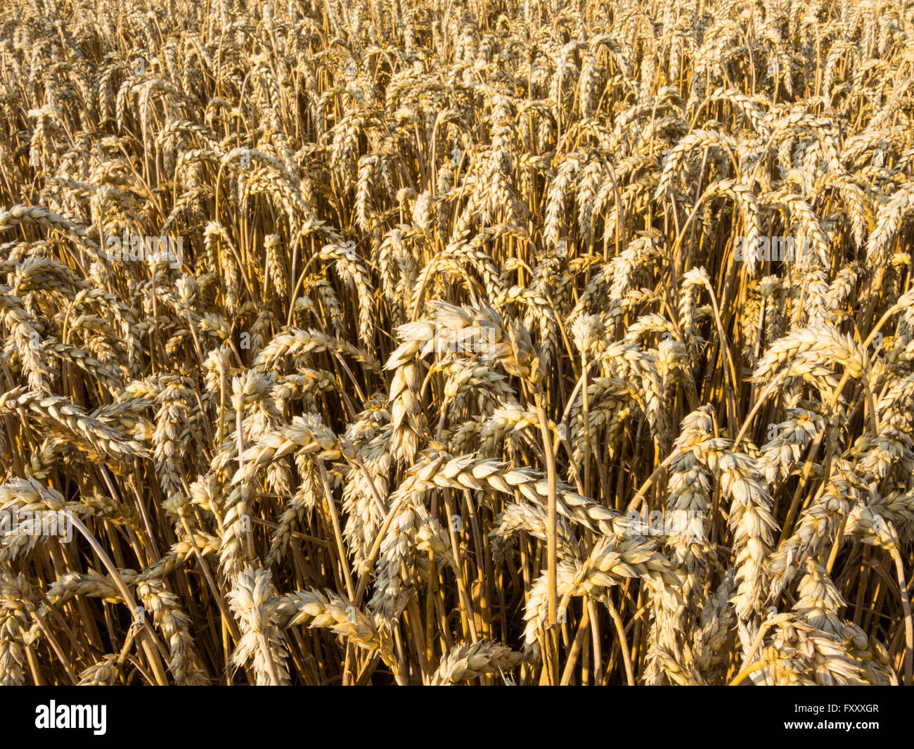 Field with ripe Common wheat, Triticum aestivum Stock Photo
