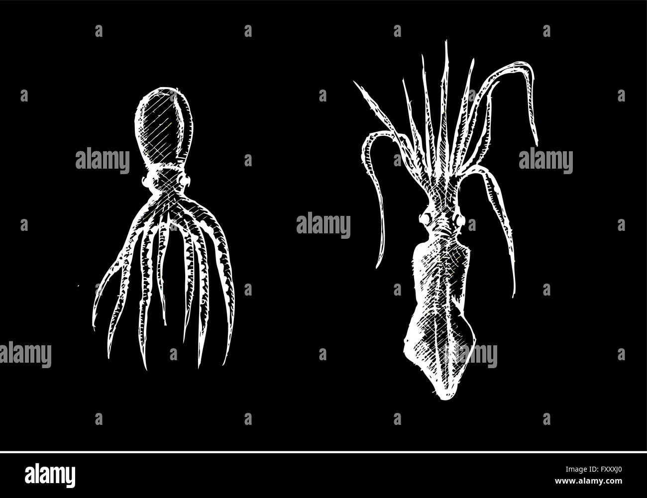 Common Octopus Octopus Vulgaris Stock Vector Images Alamy Common Octopus Octopus Vulgaris Stock Vector Images Alamy