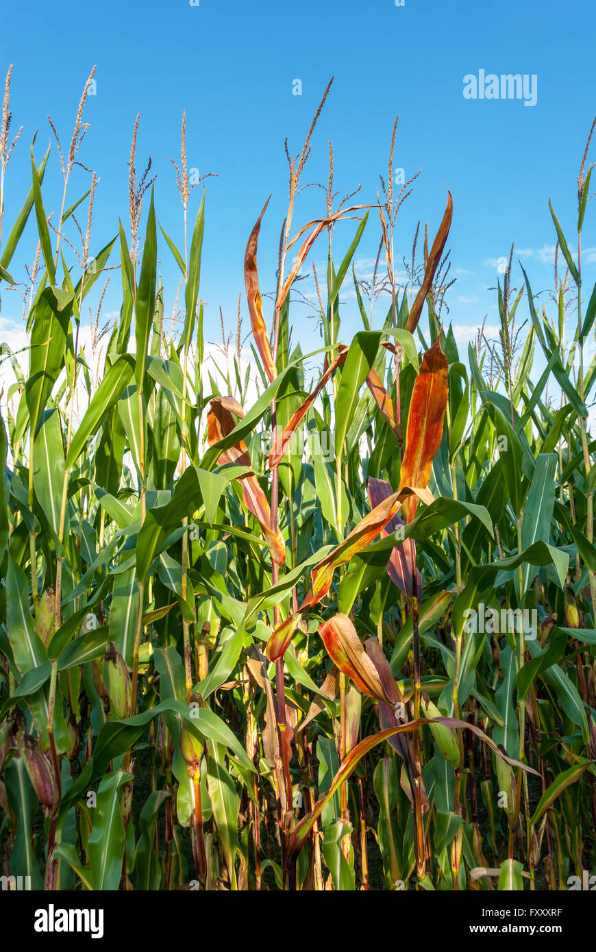 Maize leaf hi-res stock photography and images - Alamy