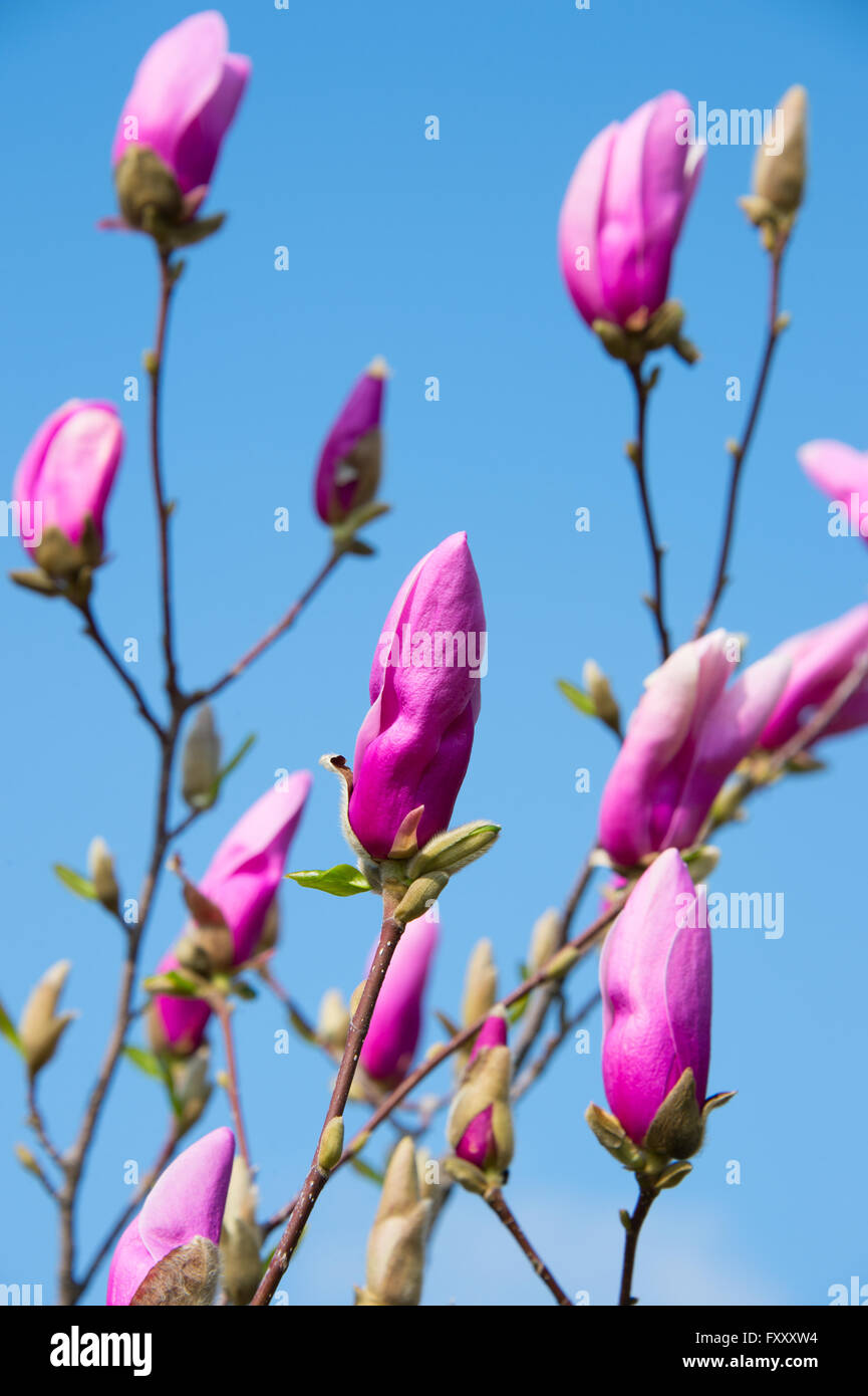 Pink bud of magnolia tree flowers in the morning sunlight Stock Photo ...
