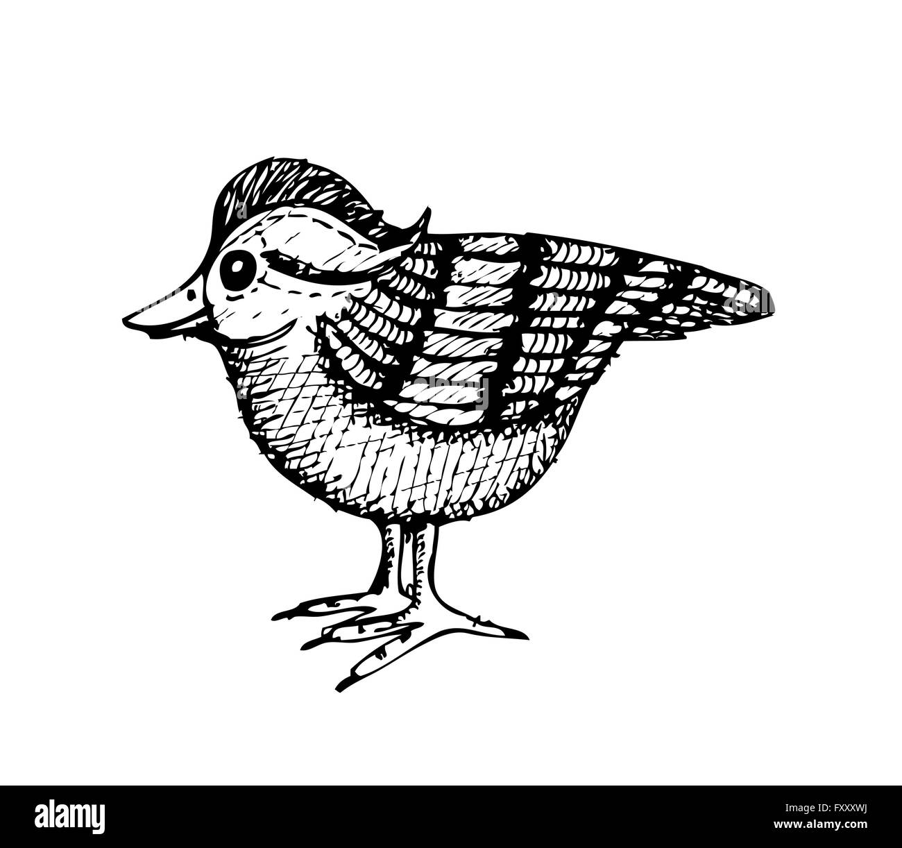 birds design bird collection Stock Vector Image & Art - Alamy