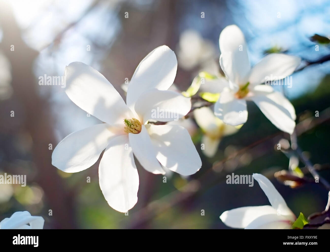 White magnolia tree flowers in a spring blossom Stock Photo - Alamy
