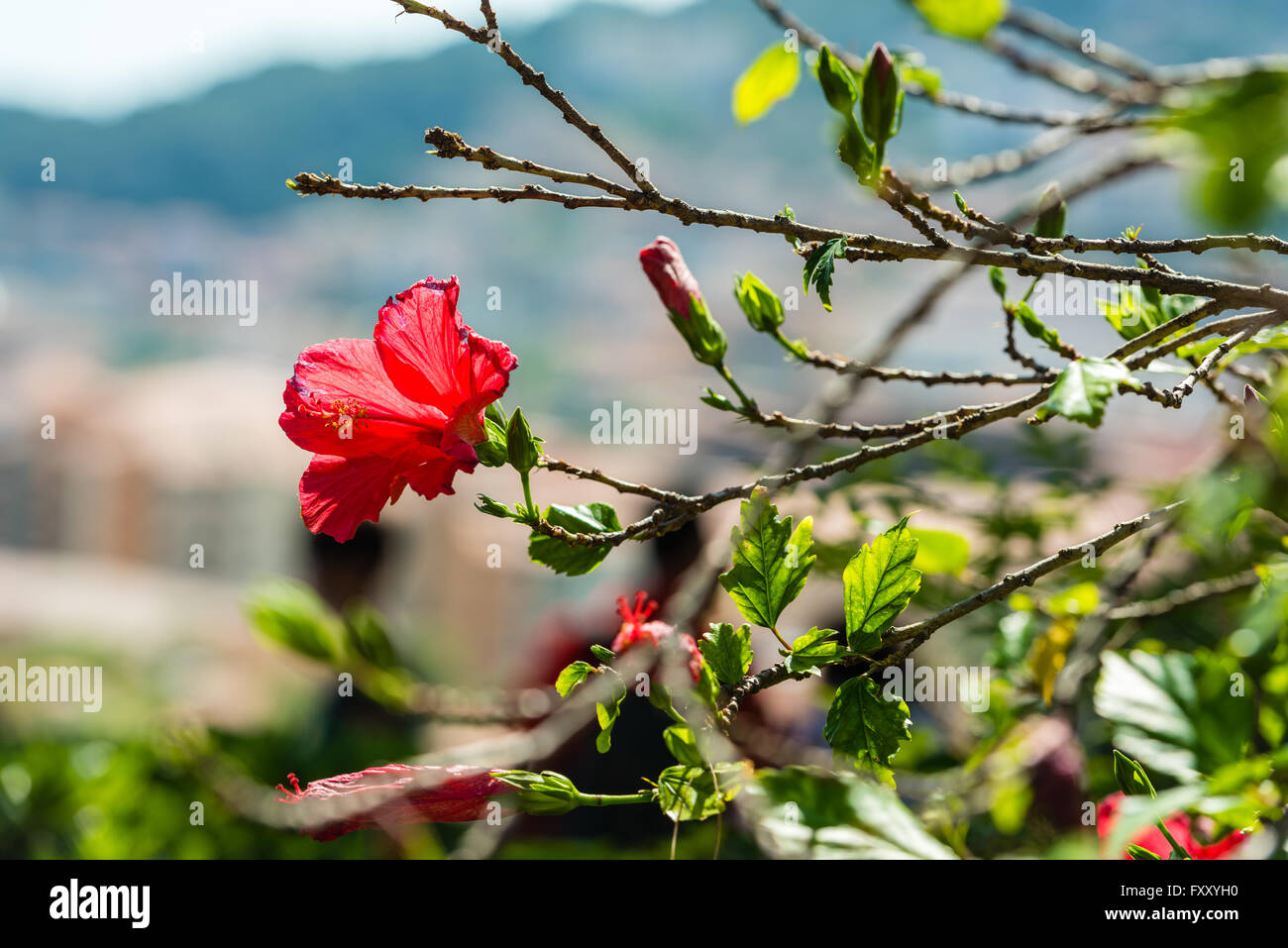 Hibiscus flower tree hi-res stock photography and images - Alamy