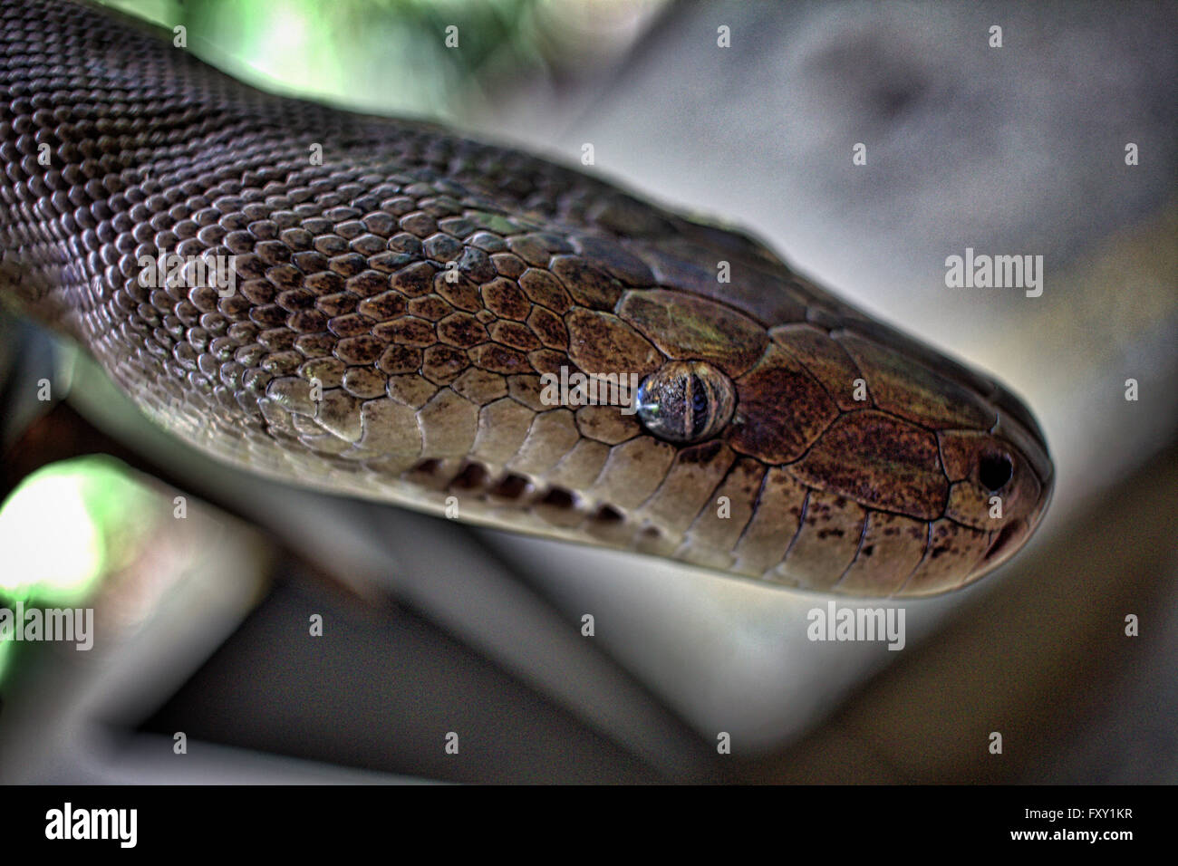 Water python hi-res stock photography and images - Alamy