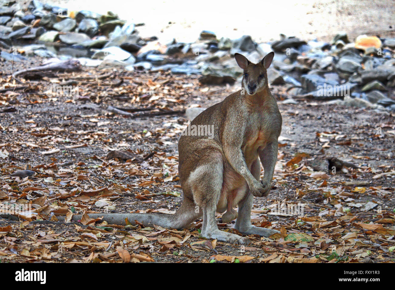 Boomer wallaby hires stock photography and images Alamy