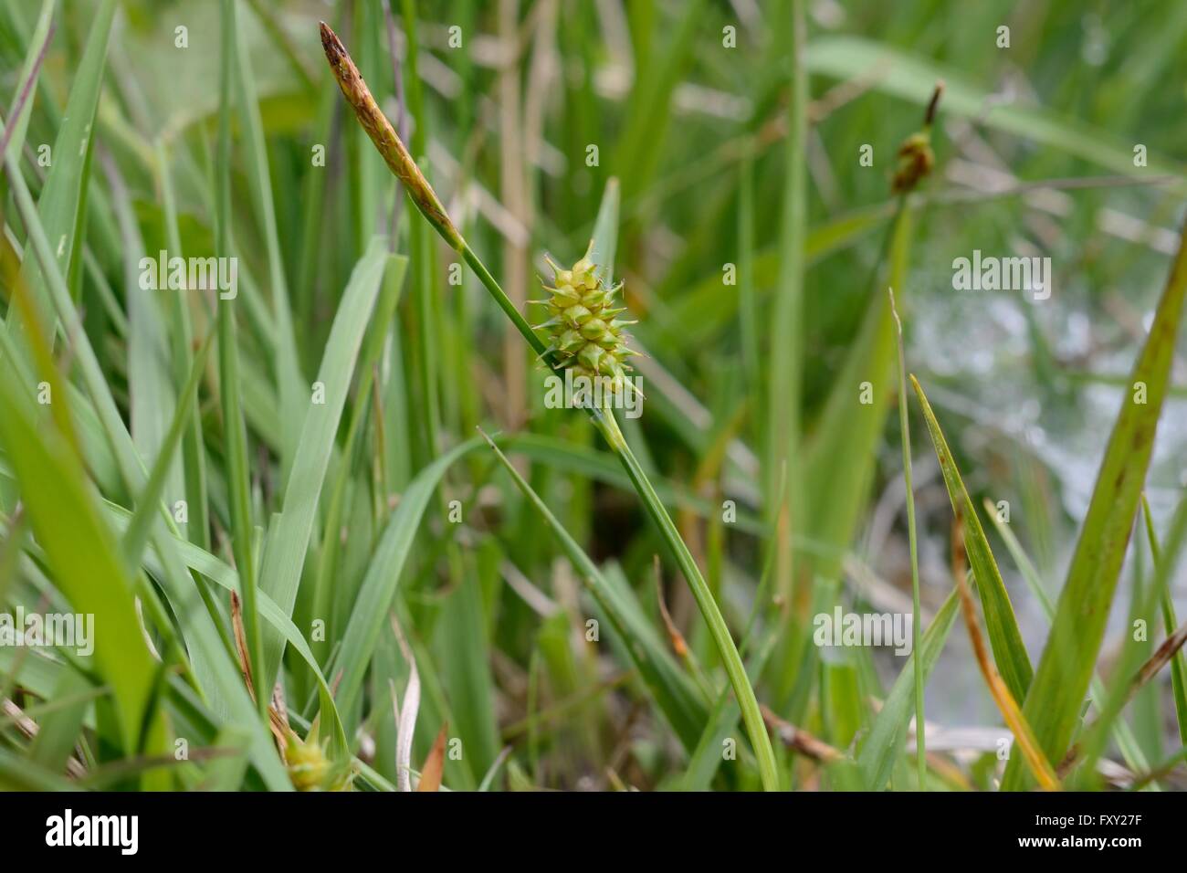 Common Yellow Sedge (Carex viridula subsp. oedocarpa) in damp culm grassland, Devon. UK, June. Stock Photo