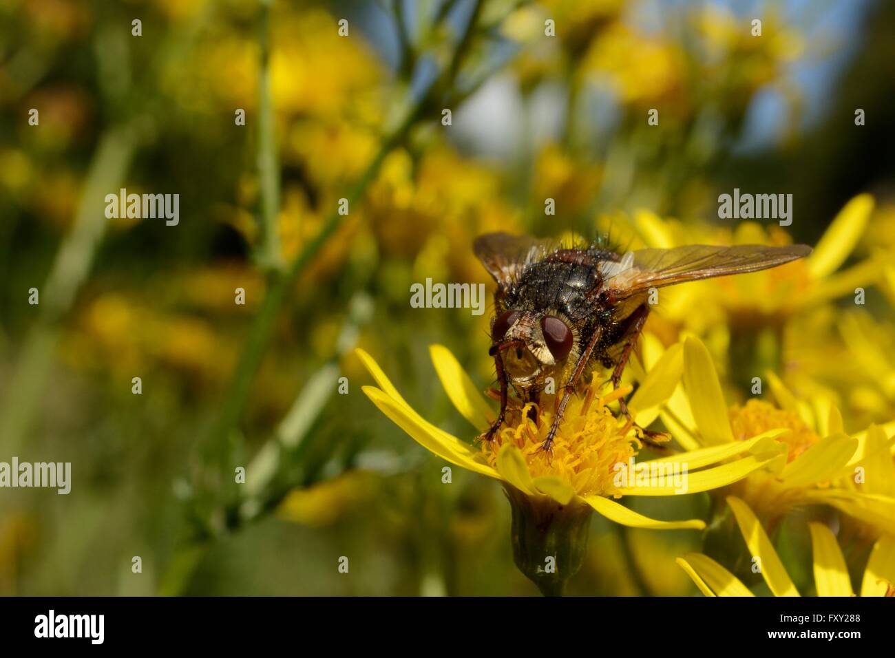 Parasite fly / Tachinid fly (Tachina fera) a parasite of noctuid moths ...
