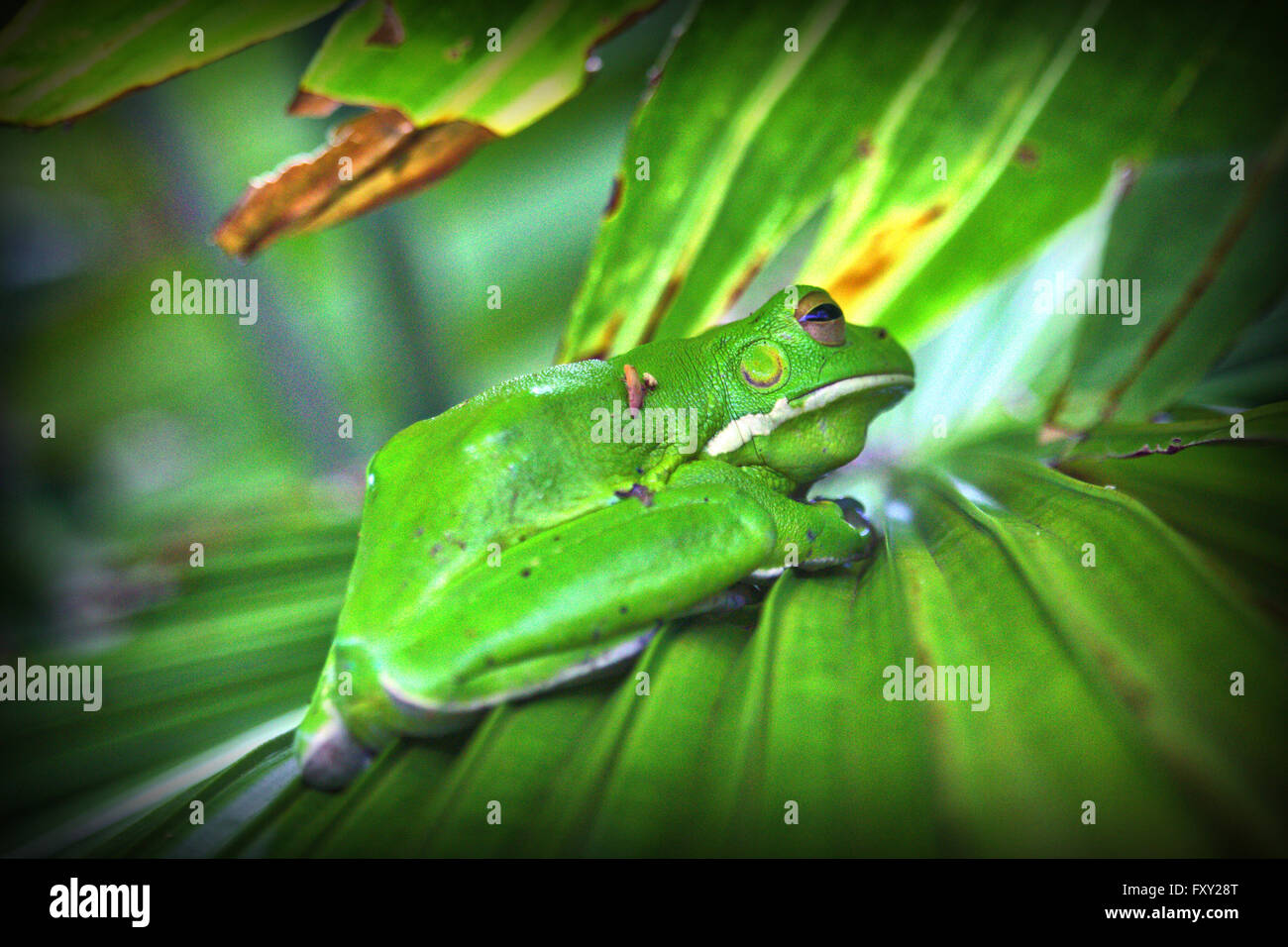 A Giant Tree Frog on a palm close up from behind Stock Photo