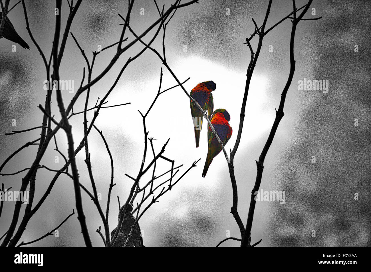 Two Rainbow Lorikeets resting on a branch in Port Douglas, Queensland, Australia Stock Photo