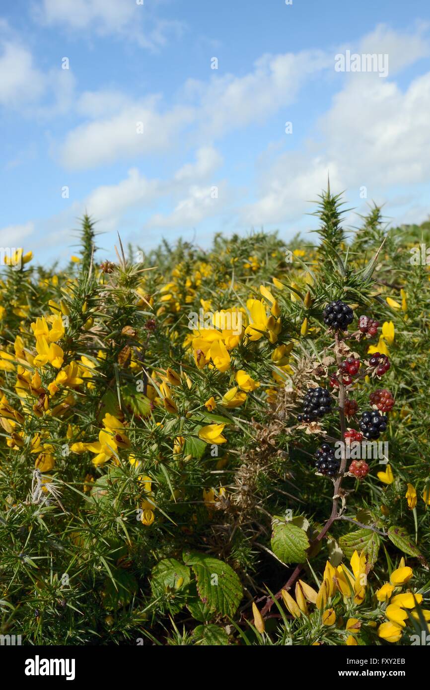 Western Gorse (Ulex gallii) bushes flowering alongside fruiting Bramble (Rubus plicatus) on coastal clifftop, Cornwall, Autumn. Stock Photo