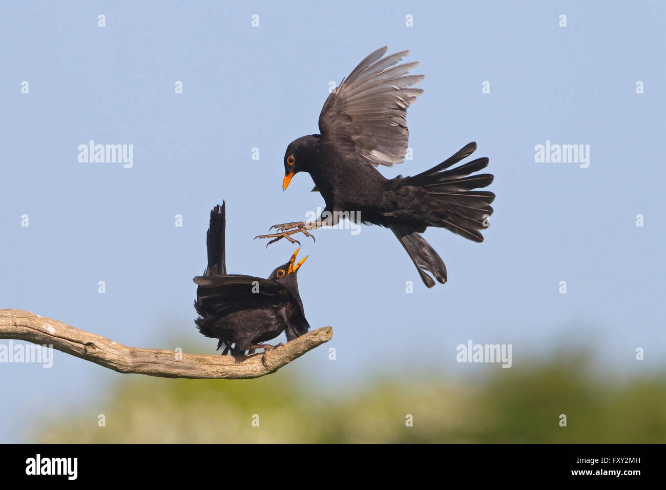 Blackbird Turdus merula males fighting over territory in oak tree Stock Photo