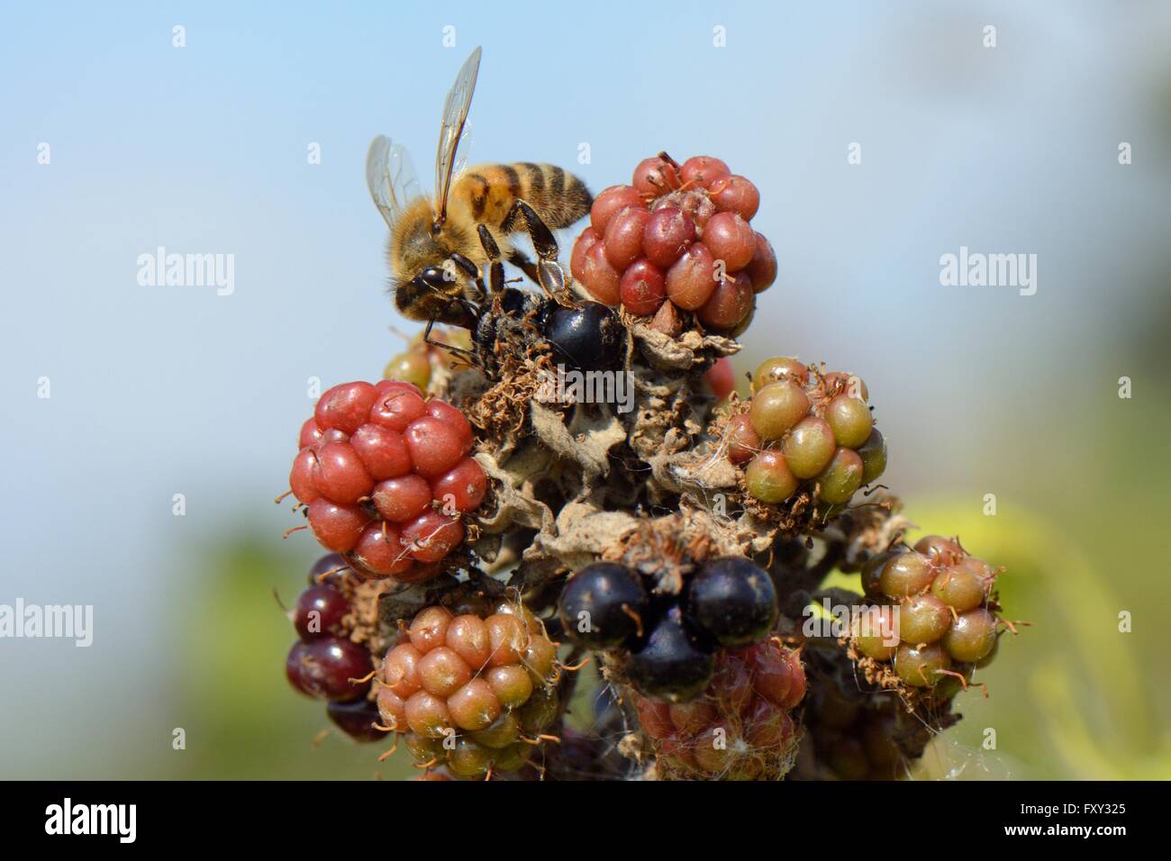 Honey bee (Apis mellifera) foraging on a ripe Blackberry (Rubus plicatus), Wiltshire, UK, July. Stock Photo