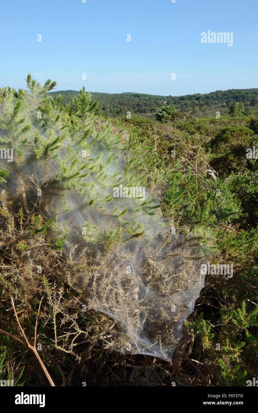 Cobweb-like silk tents made by Gorse spider mites (Tetranychus lintearius) on a Gorse bush (Ulex europaeus), Devon, UK Stock Photo