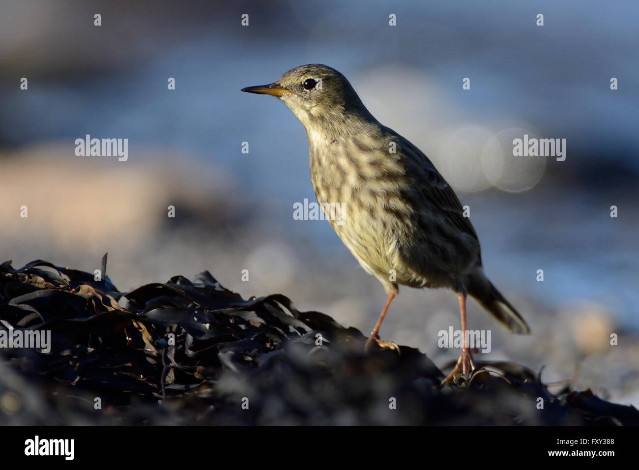 Rock pipit (Anthus petrosus) foraging for invertebrates among seaweed on the strand line as the tide rises at sunset, Cornwall, Stock Photo