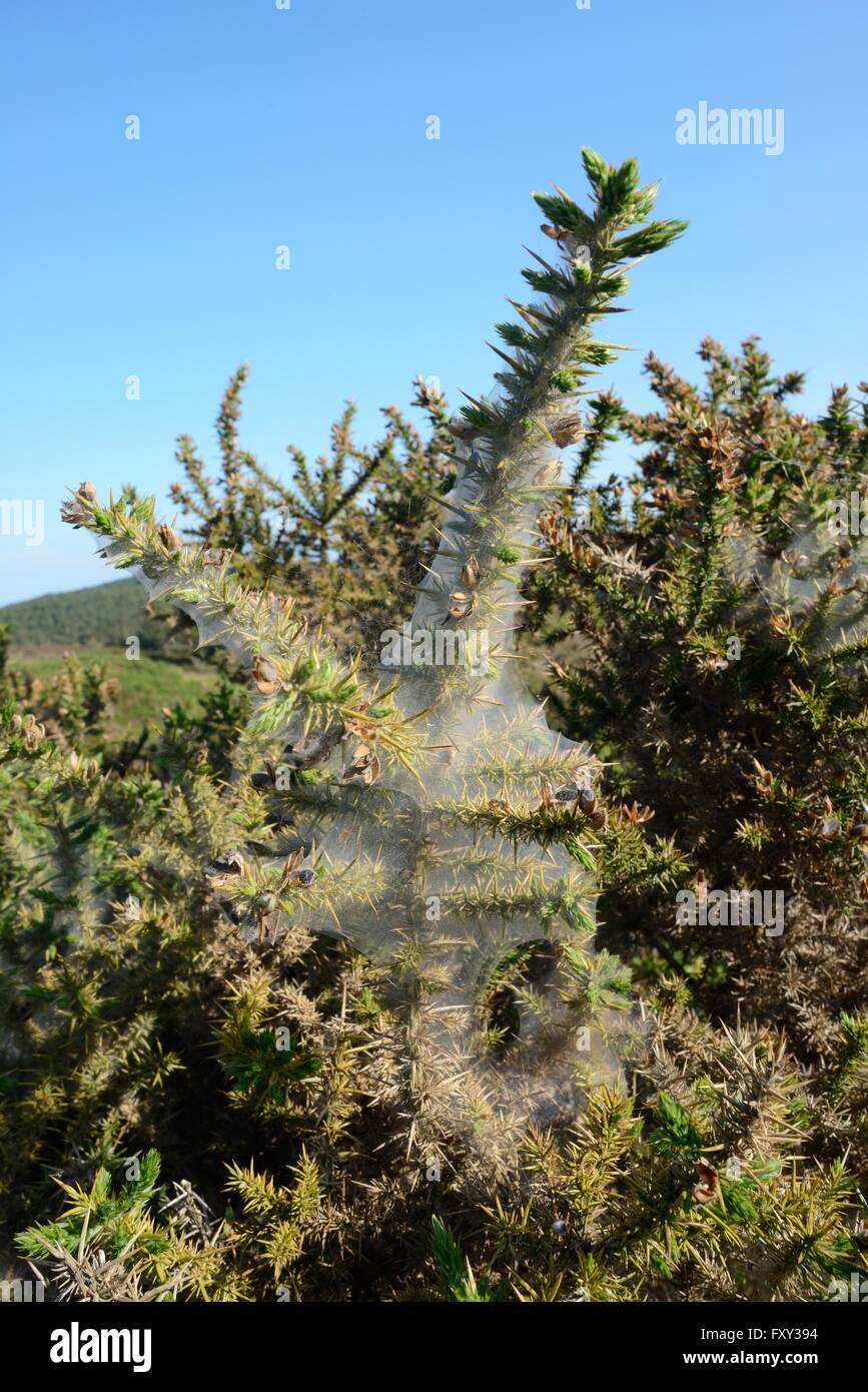 Cobweb-like silk tents made by Gorse spider mites (Tetranychus lintearius) on a Gorse bush (Ulex europaeus), Devon, UK. Stock Photo