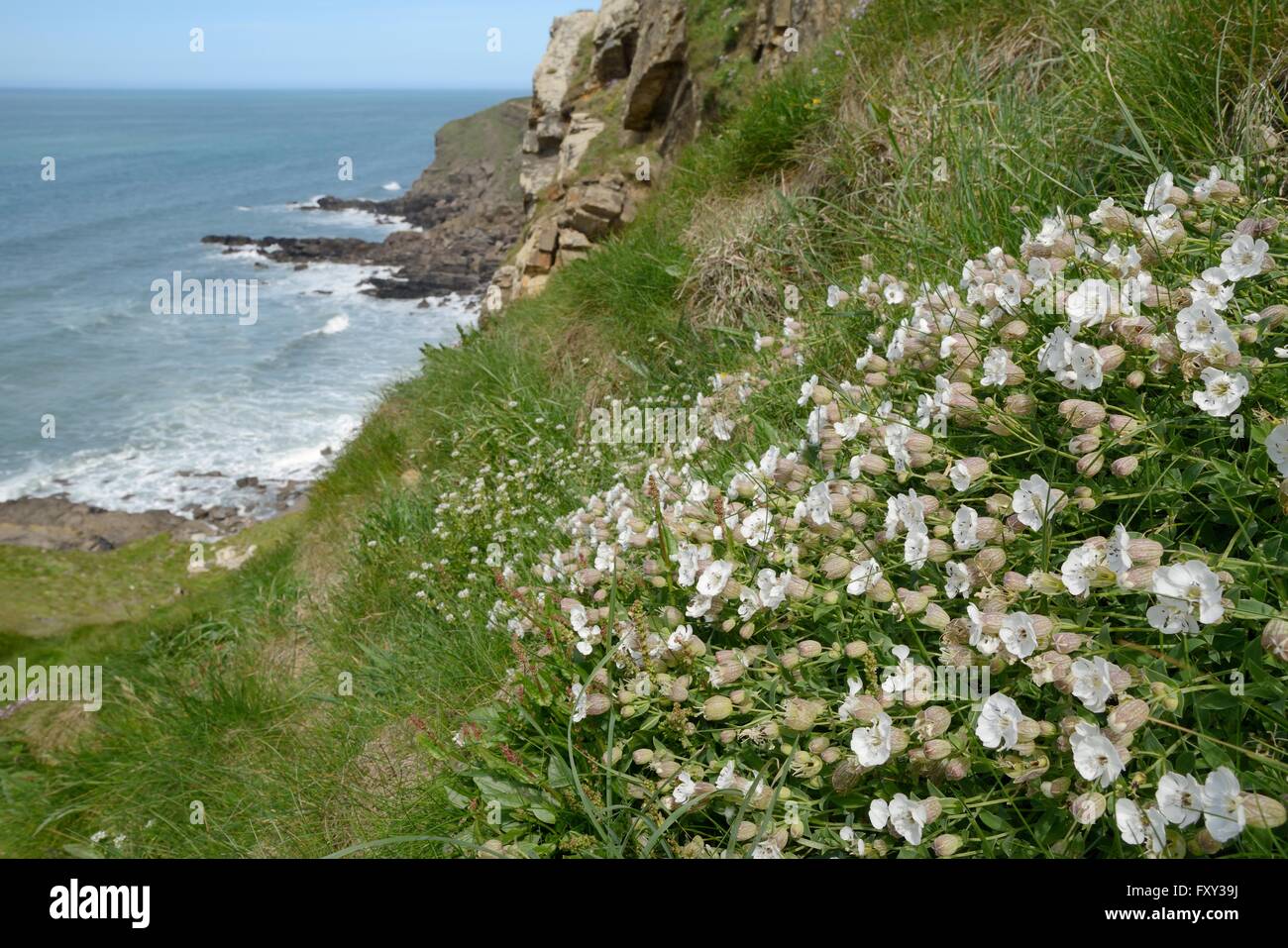 Sea campion (Silene maritima) clump flowering on slumping cliff, Widemouth Bay, Cornwall, UK, May. Stock Photo