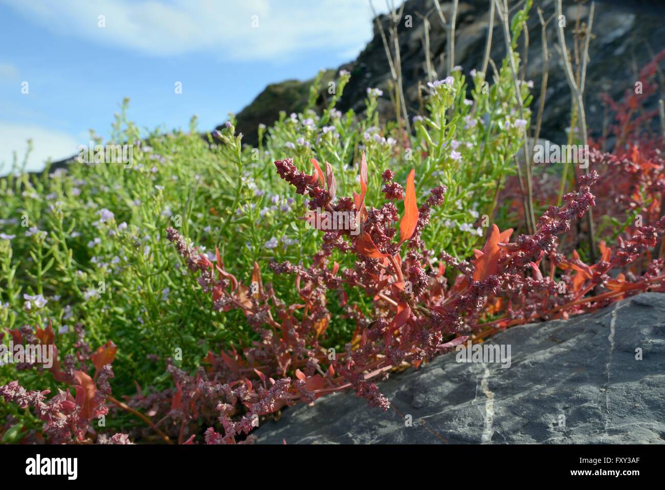 Spear-leaved orache (Atriplex prostrata) and Sea rocket (Cakile maritima) clumps flowering high on a beach below a cliff, UK Stock Photo