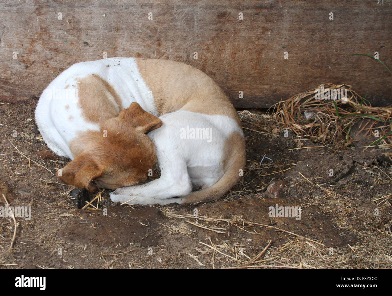Small brown and white mixed-breed barn dog curled up and sleeping in a stall Stock Photo