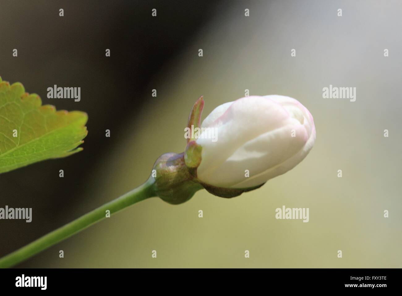 Spring blossom tree hi-res stock photography and images - Alamy